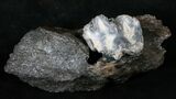 Baby Gomphotherium Molar In Jaw Section - Florida #16169-1